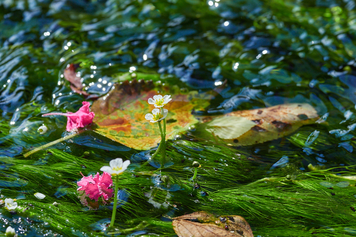 滋賀 米原 醒ヶ井 地蔵川の梅花藻（ばいかも） 2019 ／ オリンパス M